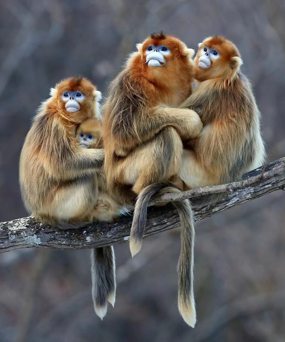 A group of Golden snub nose monkeys (Rhinopithecus roxellana)
Credit: Guanlai Ouyang